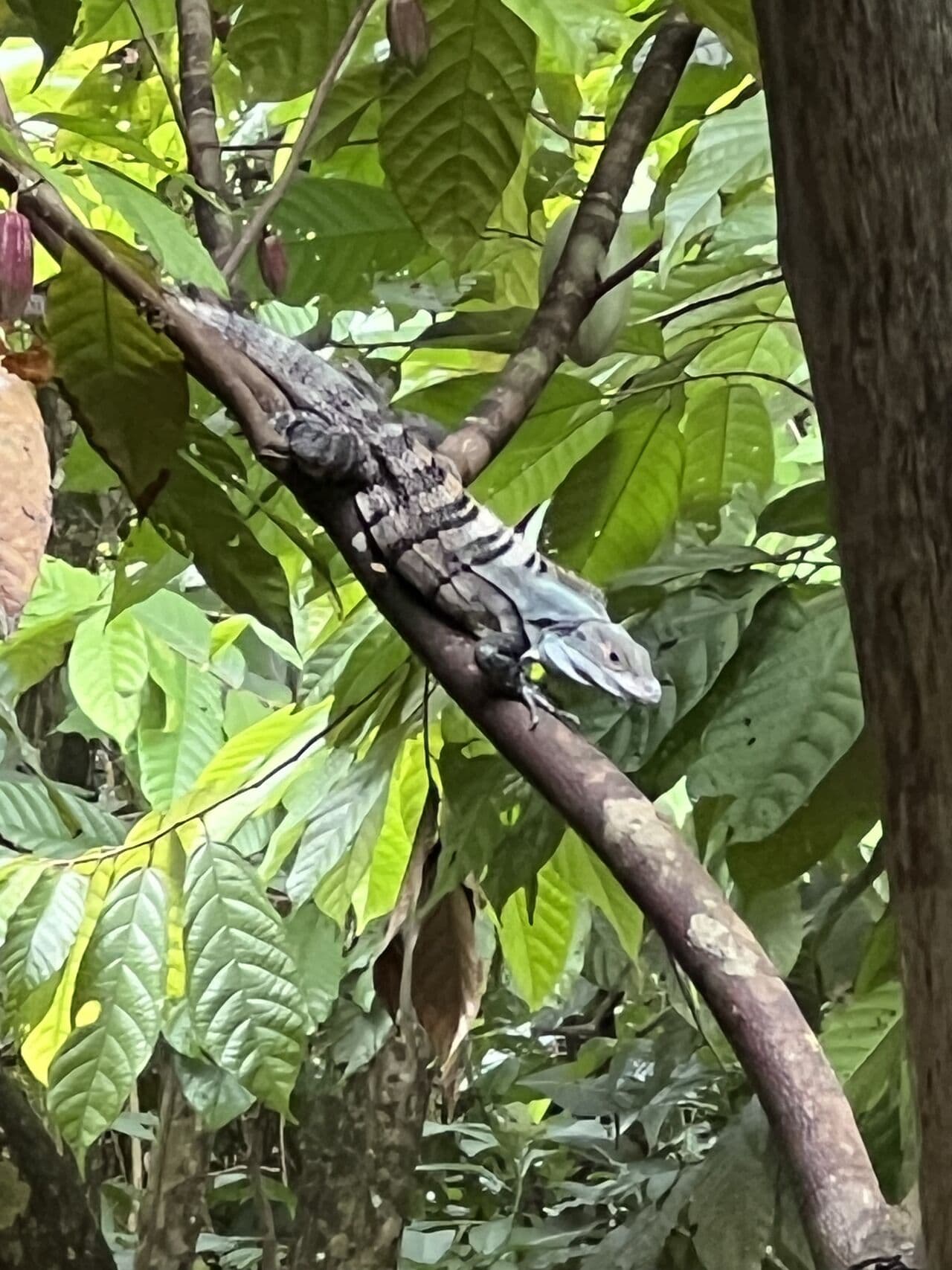 Costa Rica Iguana